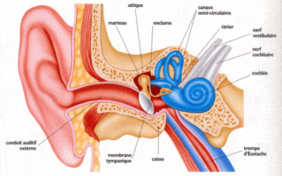 L’oreille humaine